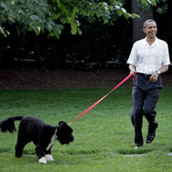 Обама: у собак довольно жесткое мясо