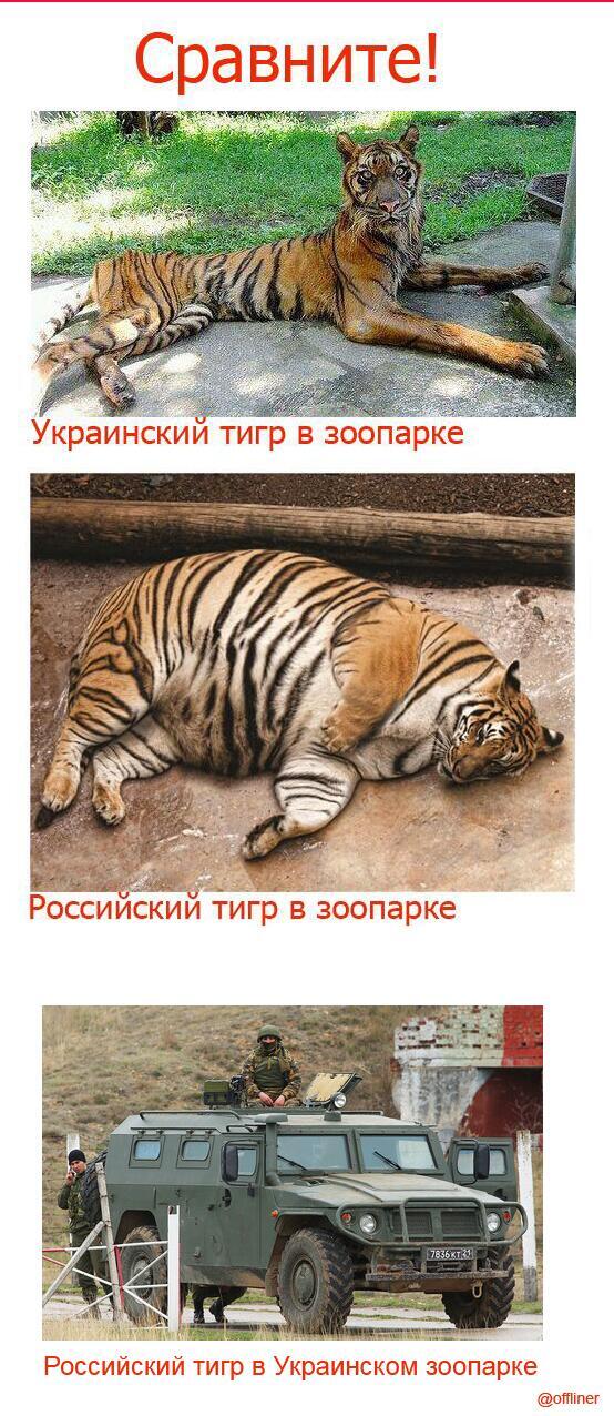 Сравнение тигров в России и навукраине