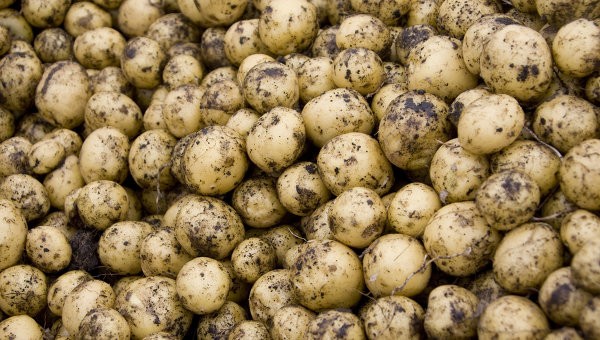 Россия введет запрет на ввоз украинского картофеля