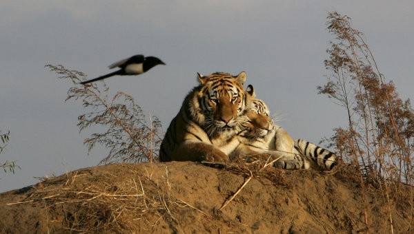 Путин назвал День тигра самым ярким экологическим праздником России