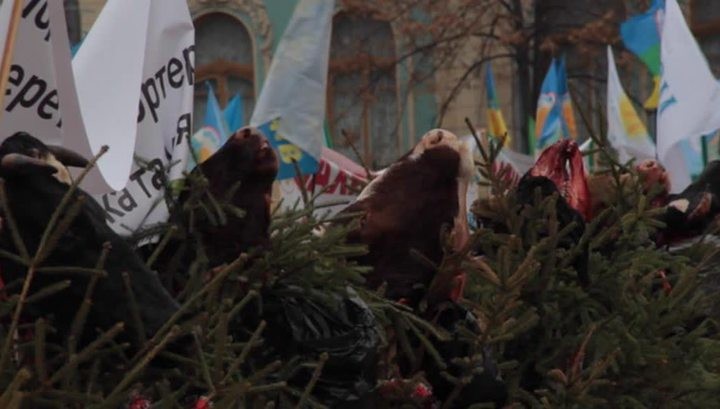 У здания Верховной рады в Киеве на ёлках повесили отрезанные головы коров