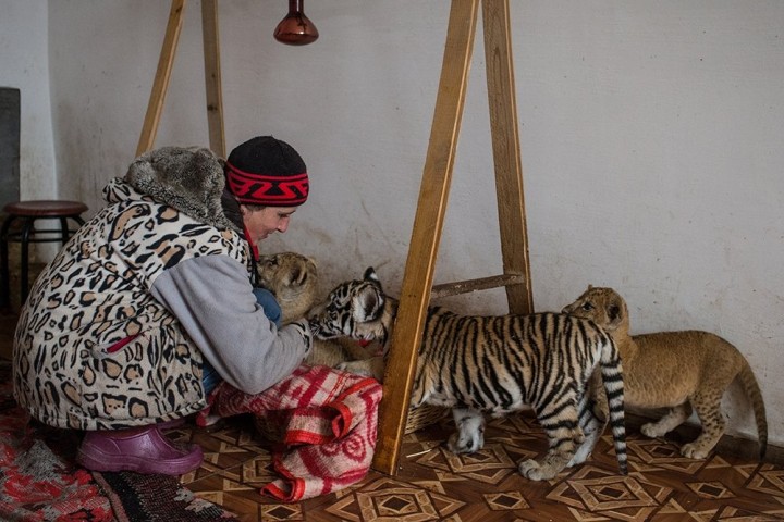 Замерзающим львятам в крымском зоопарке привезли новый генератор