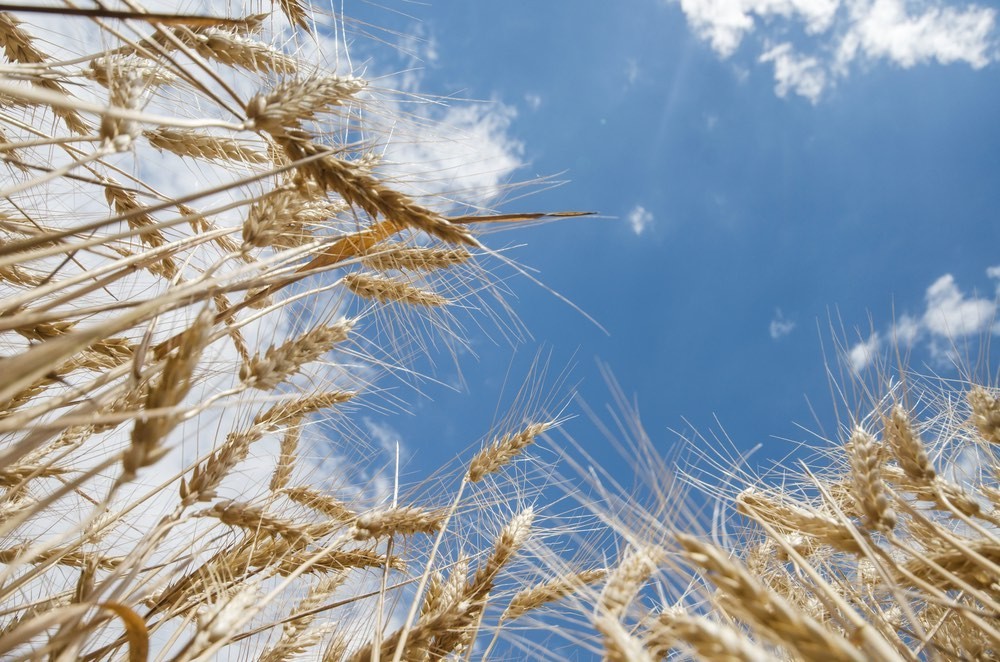 Не нефтью единой богаты: Россия накормит пшеницей весь мир