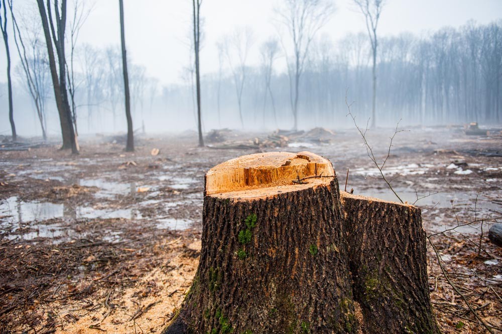 Пеньковое поле: Еврокомиссия требует лес-кругляк Украины