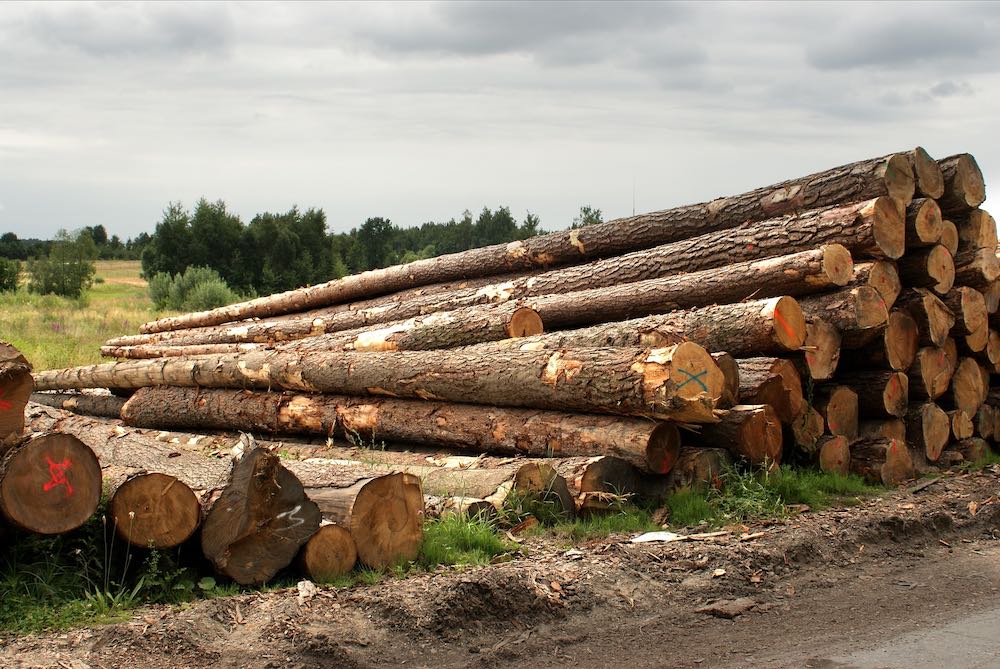 Матвиенко предложила ввести эмбарго на вывоз леса