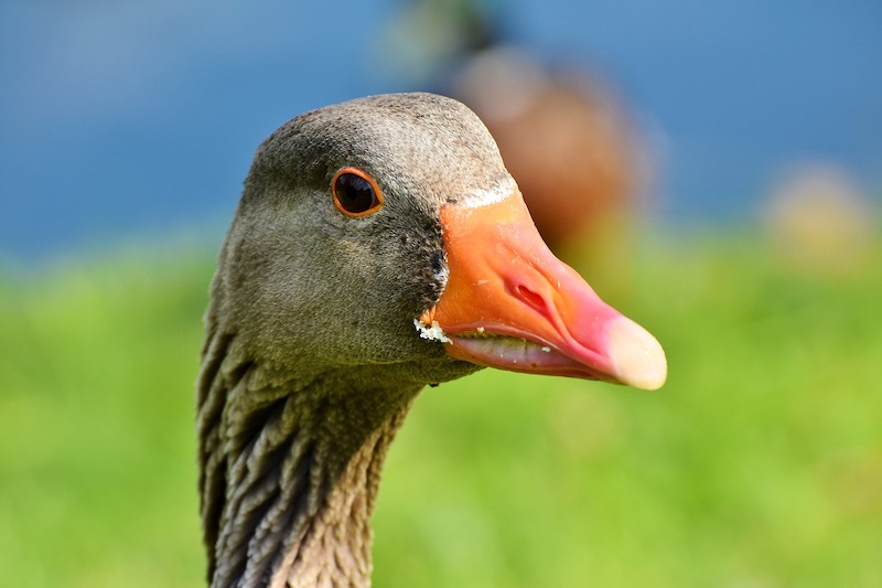 На Чукотке возбуждено дело из-за фото с убитыми гусями