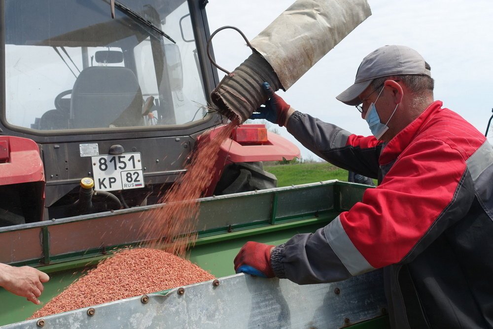 В Крыму после восьмилетнего перерыва начали сеять рис