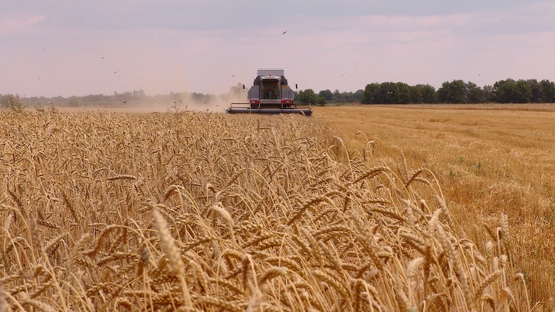 Рекордный урожай пшеницы сделал Россию игроком №1 на рынке зерна