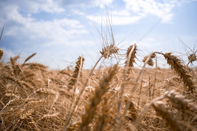 Польша и Украина попытались решить проблему с зерном и снова поругались