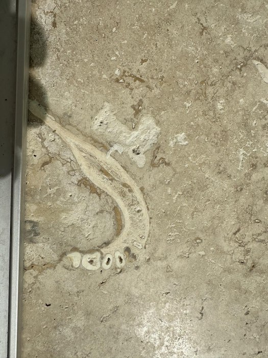 В обычной облицовочной плите нашлась челюсть древнего человека