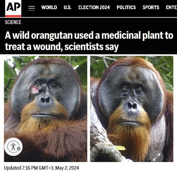 Дикий орангутан вылечил себя при помощи лекарственного растения