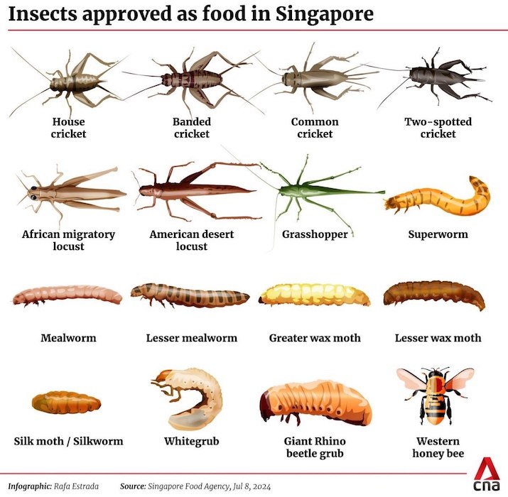 16 видов насекомых, одобренные в качестве еды в Сингапуре