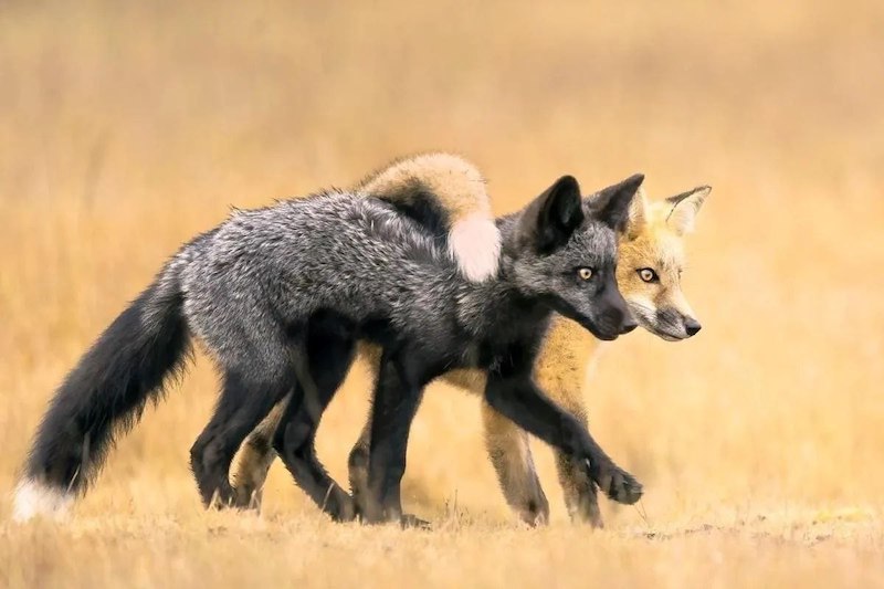    Nature Photographer of the Year