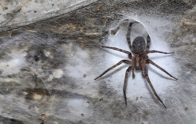  :      106 &#178;    111  