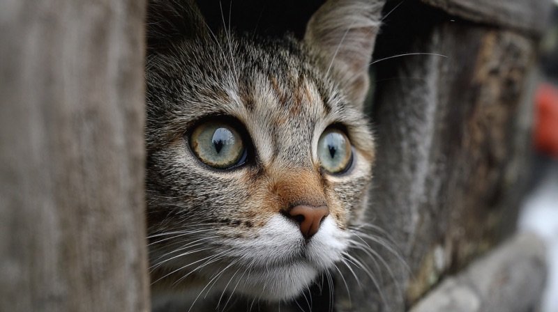 «Не «мяу», а «няв» - Украиснкие мовнюки докопались до кошек