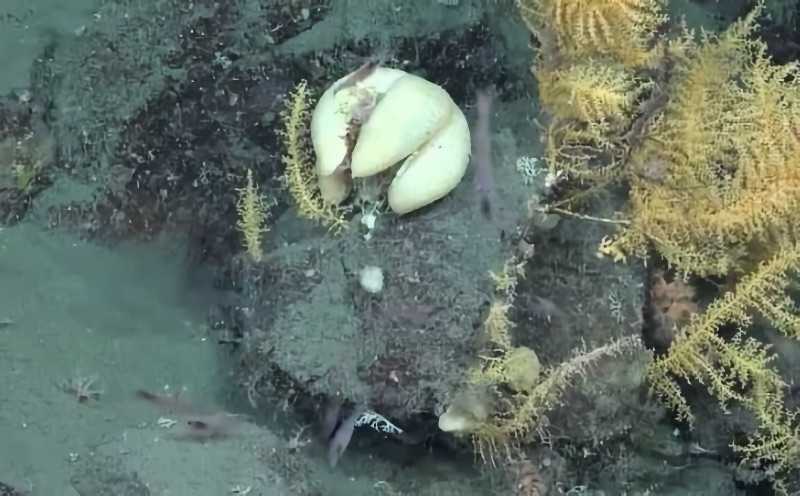 «Смертоносный шар» и пожиратели костей: шокирующие открытия на дне Антарктики