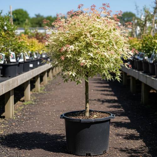 ����� �� 700 000 ������: ������������ ���� ���������� � ���������